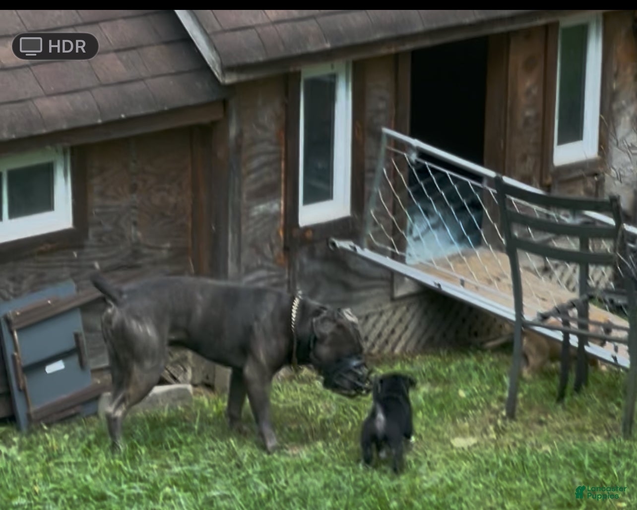 Mixed Breed dogs Mixed Breed Puppy 2 - Ad 2