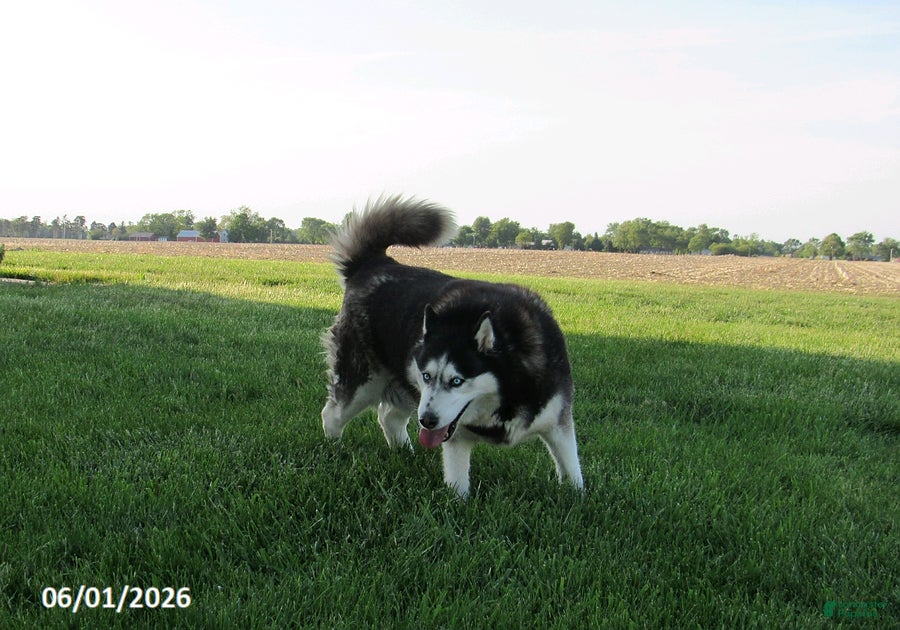Siberian Husky dogs Mayla - Ad 2