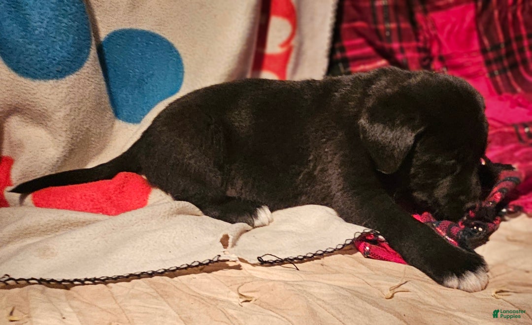 Border Collie dogs for sale: Joker - Ad 12