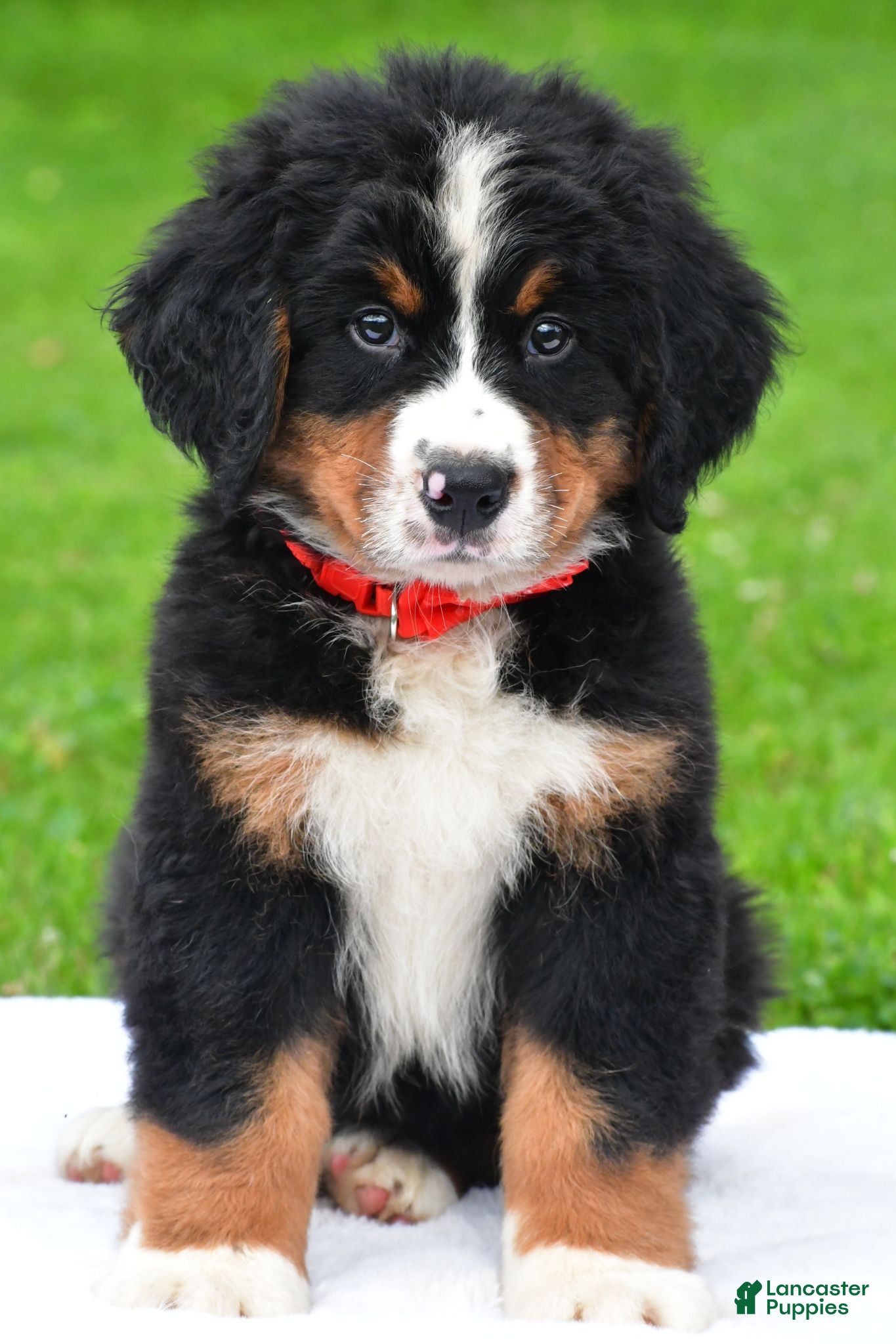 Bernese Mountain Dog dogs Nickle - Ad 1