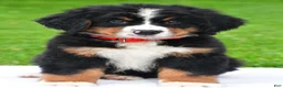 Bernese Mountain Dog dogs for sale: Nickle - Ad 1