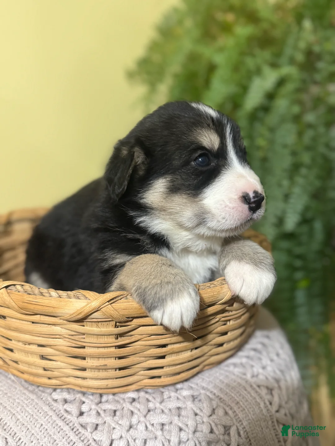 Mixed Breed dogs for sale: Mocha - Ad 2