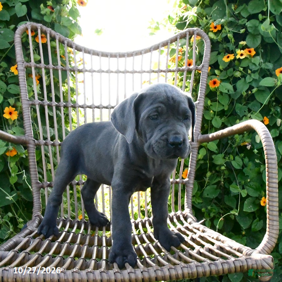 Cane Corso dogs for sale: Cali - Ad 2