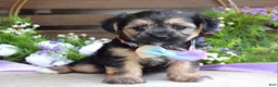 Morkie dogs for sale: Fiona  - Ad 5