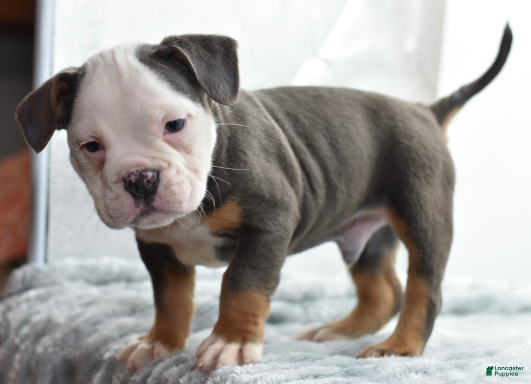 Mixed Breed dogs for sale: Macho blue mini  - Ad 3