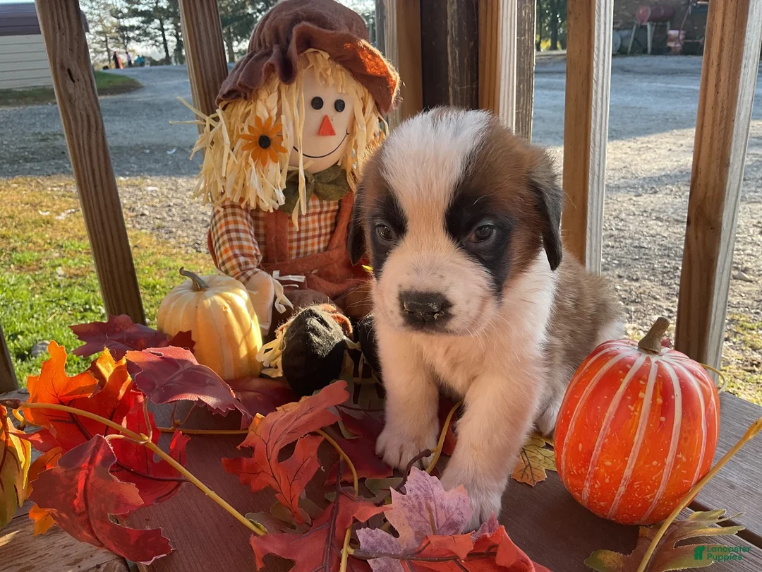 Saint Bernard dogs for sale: Saint Bernard 2. CICI - Ad 1