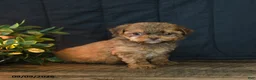 Mixed Breed dogs for sale: Bobby - Ad 3