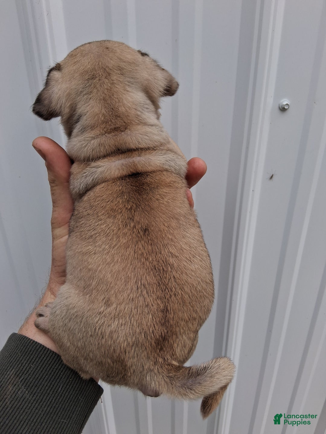 Pug dogs for sale: Darla  - Ad 5