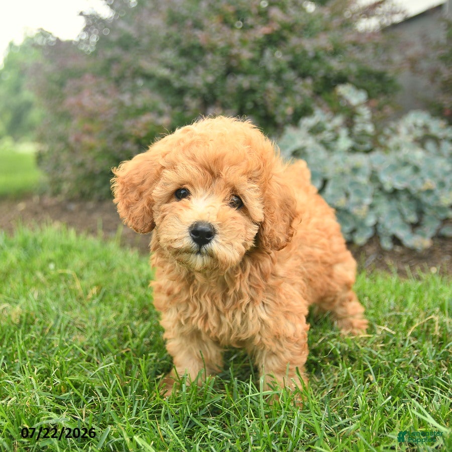 Miniature Poodle dogs for sale: Tank  - Ad 1