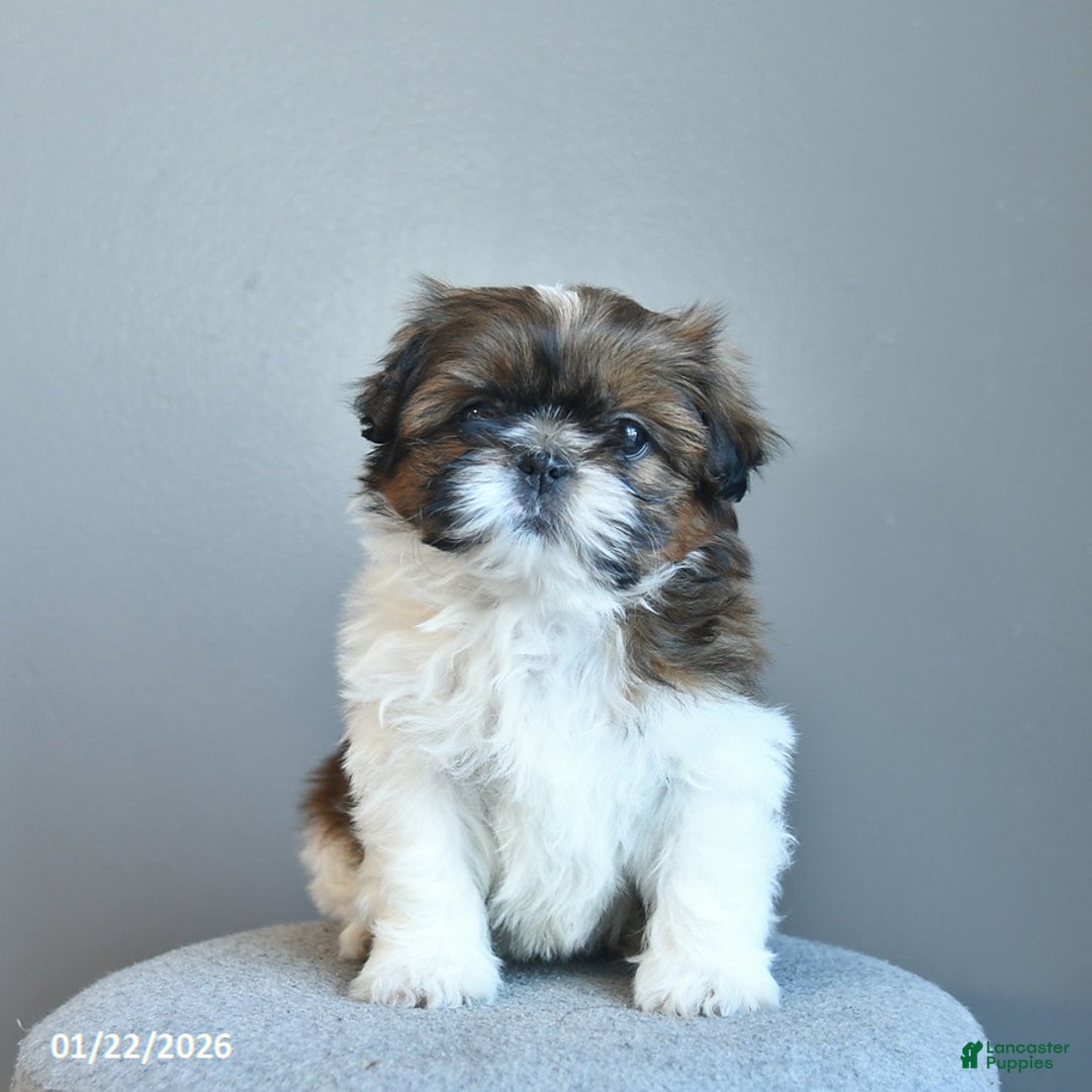 Shih Tzu dogs for sale: Cream Puff  - Ad 2