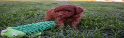 Miniature Poodle dogs for sale: Daisy  🐶 - Ad 8