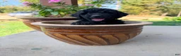 Mini Goldendoodle dogs for sale: Mini Goldendoodle 5 - Ad 11