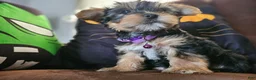 Yorkshire Terrier dogs for sale: Yorkshire Terrier 1 - Ad 3