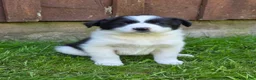 Border Collie dogs for sale: Hanna - Ad 4
