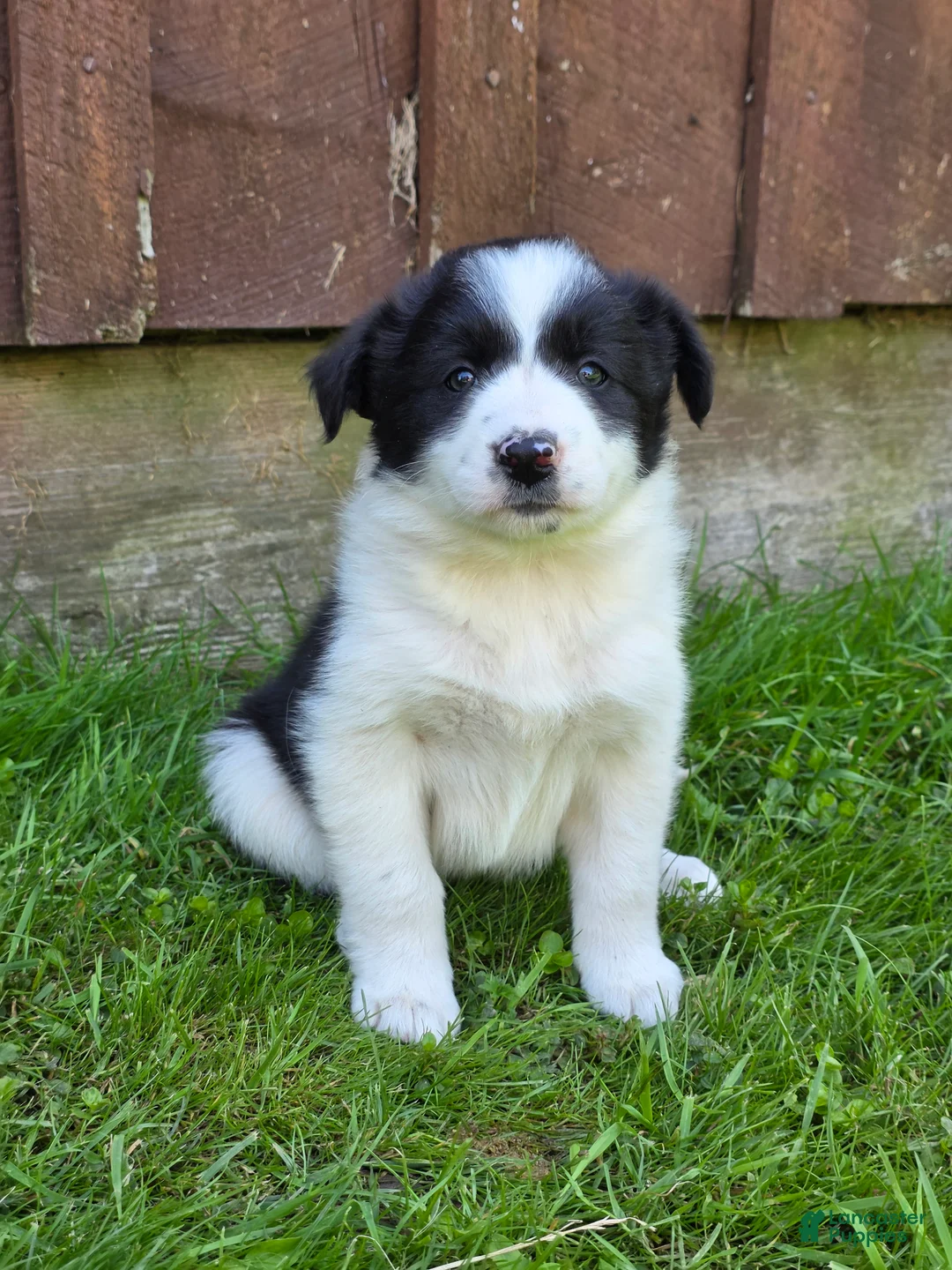 Border Collie dogs for sale: Hanna - Ad 4