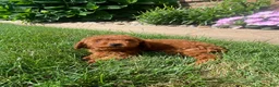 Miniature Poodle dogs for sale: Tiffany - Ad 10