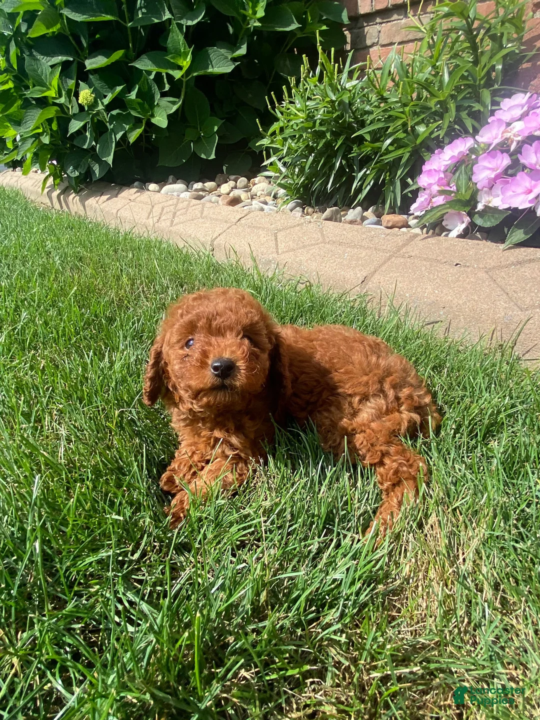 Miniature Poodle dogs for sale: Tiffany - Ad 10