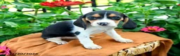 Beagle dogs for sale: Hailey - Ad 5
