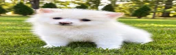 Pomeranian dogs for sale: Pomeranian  - Ad 3