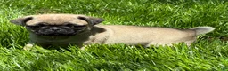 Pug dogs for sale: Niky - Ad 3