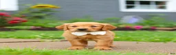 Golden Retriever dogs for sale: Bubbles - Ad 8