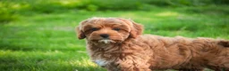 Cavapoo dogs for sale: Haven - Ad 5