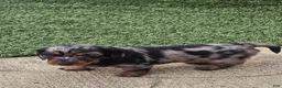 Miniature Dachshund dogs for sale: Miniature Dachshund 2 - Ad 3