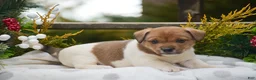 Jack Russell Terrier dogs for sale: Pebbles - Ad 1