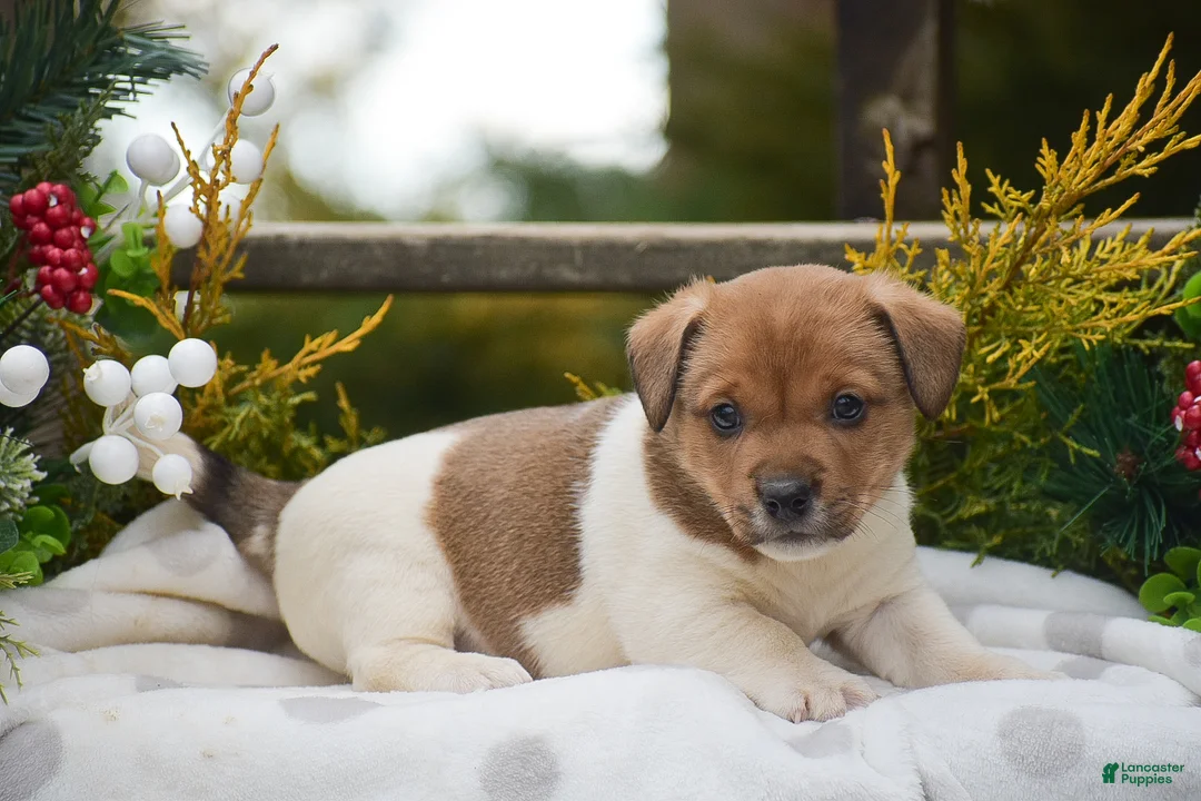 Jack Russell Terrier dogs for sale: Pebbles - Ad 1
