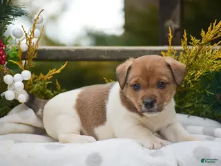 Jack Russell Terrier dogs Pebbles - Ad 4