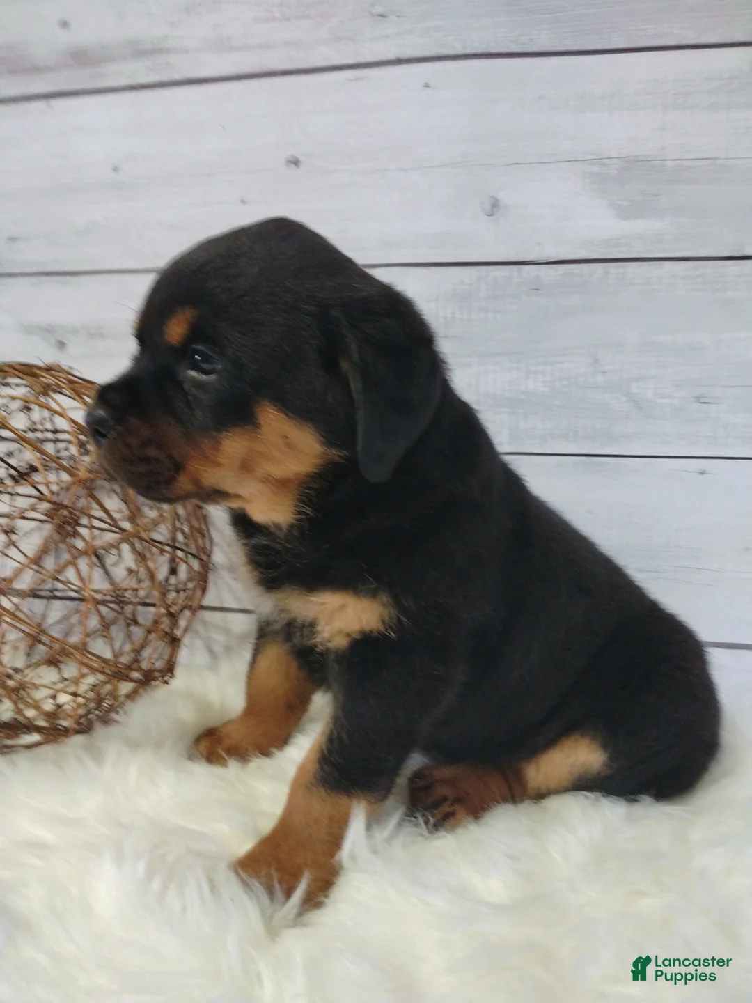 Rottweiler dogs for sale: Sophia  - Ad 1
