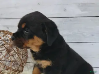 Rottweiler dogs Sophia - Ad 41