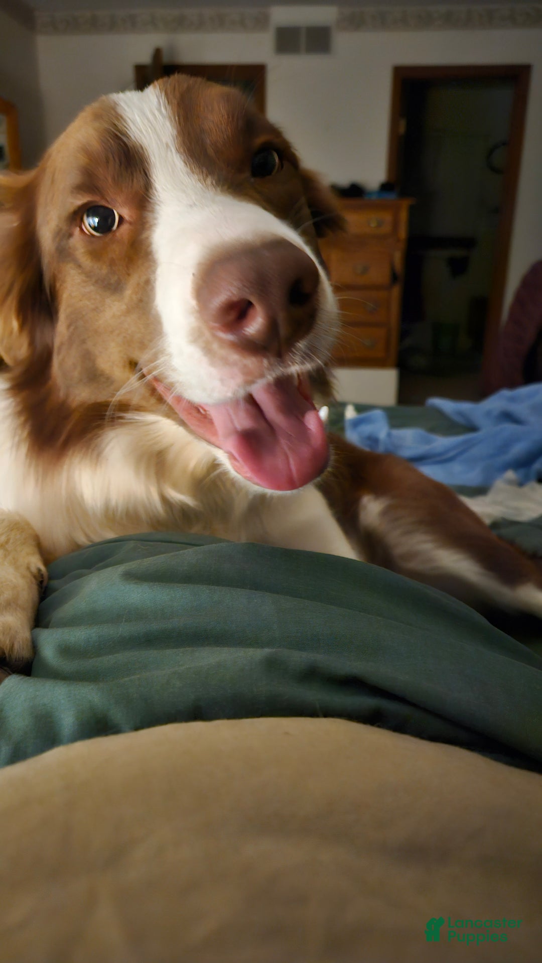 Border Collie dogs for sale: Border Collie Puppy 1 - Red - Ad 30