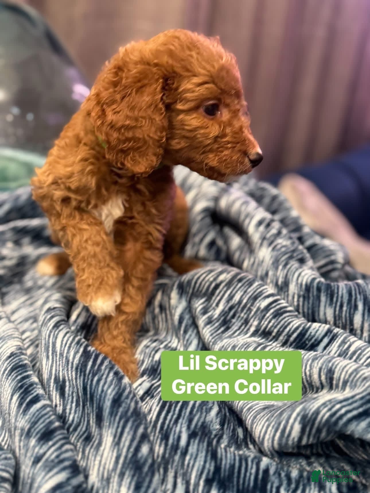 Standard Poodle dogs Little scrappy green collar - Ad 1