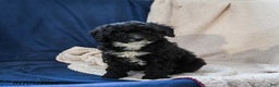 Miniature Poodle dogs for sale: Brownie - Ad 1