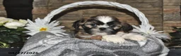Shih Tzu dogs for sale: Sage - Ad 4