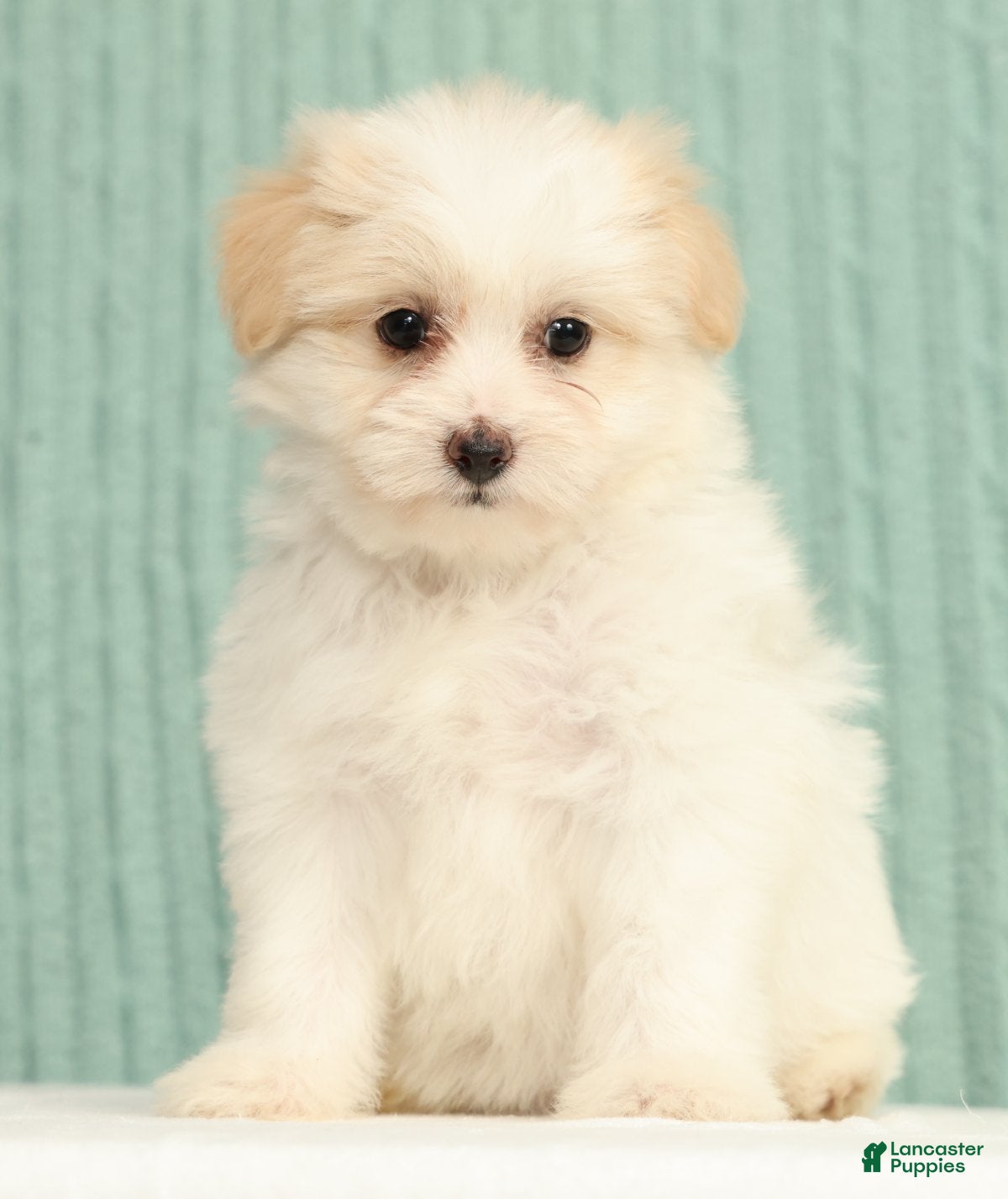 Pomapoo dogs Pixie - Ad 2