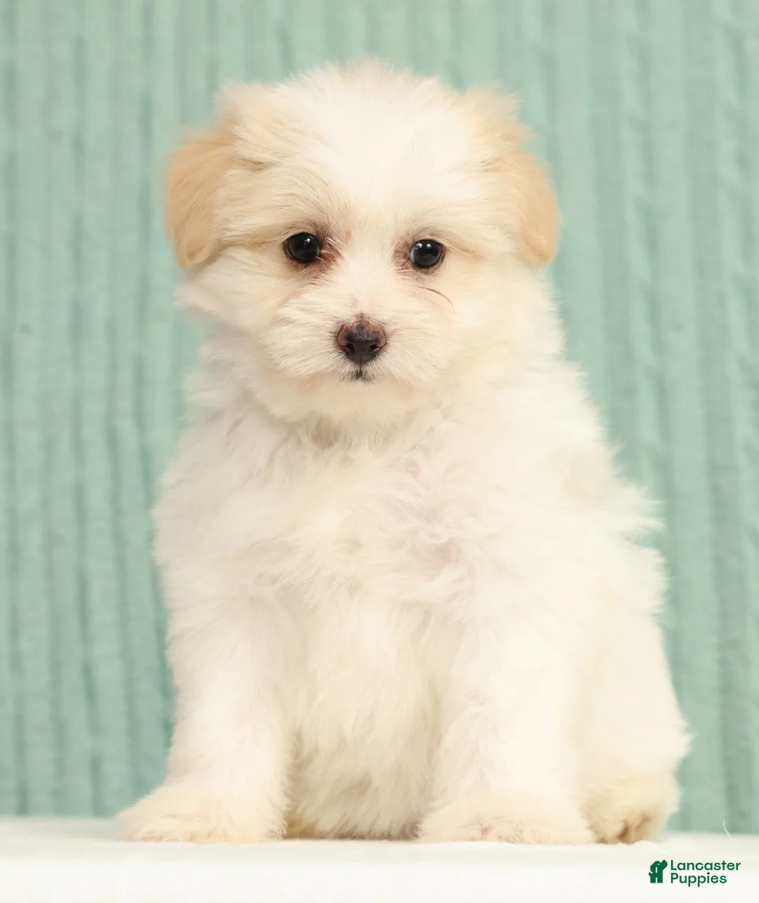 Pomapoo dogs for sale: Pixie - Ad 2