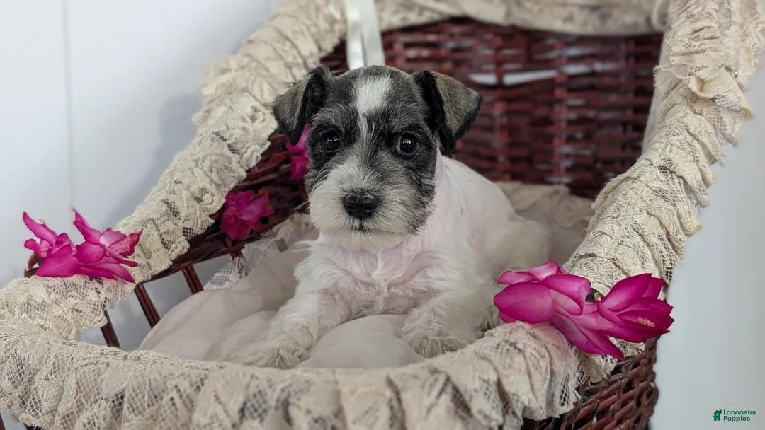 Miniature Schnauzer dogs for sale: Moby  - Ad 11