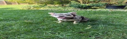 French Bulldog dogs for sale: Luna  - Ad 3