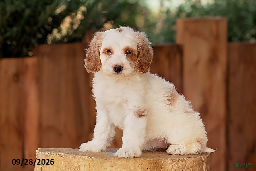 Mini Goldendoodle dogs Tessa - Ad 1
