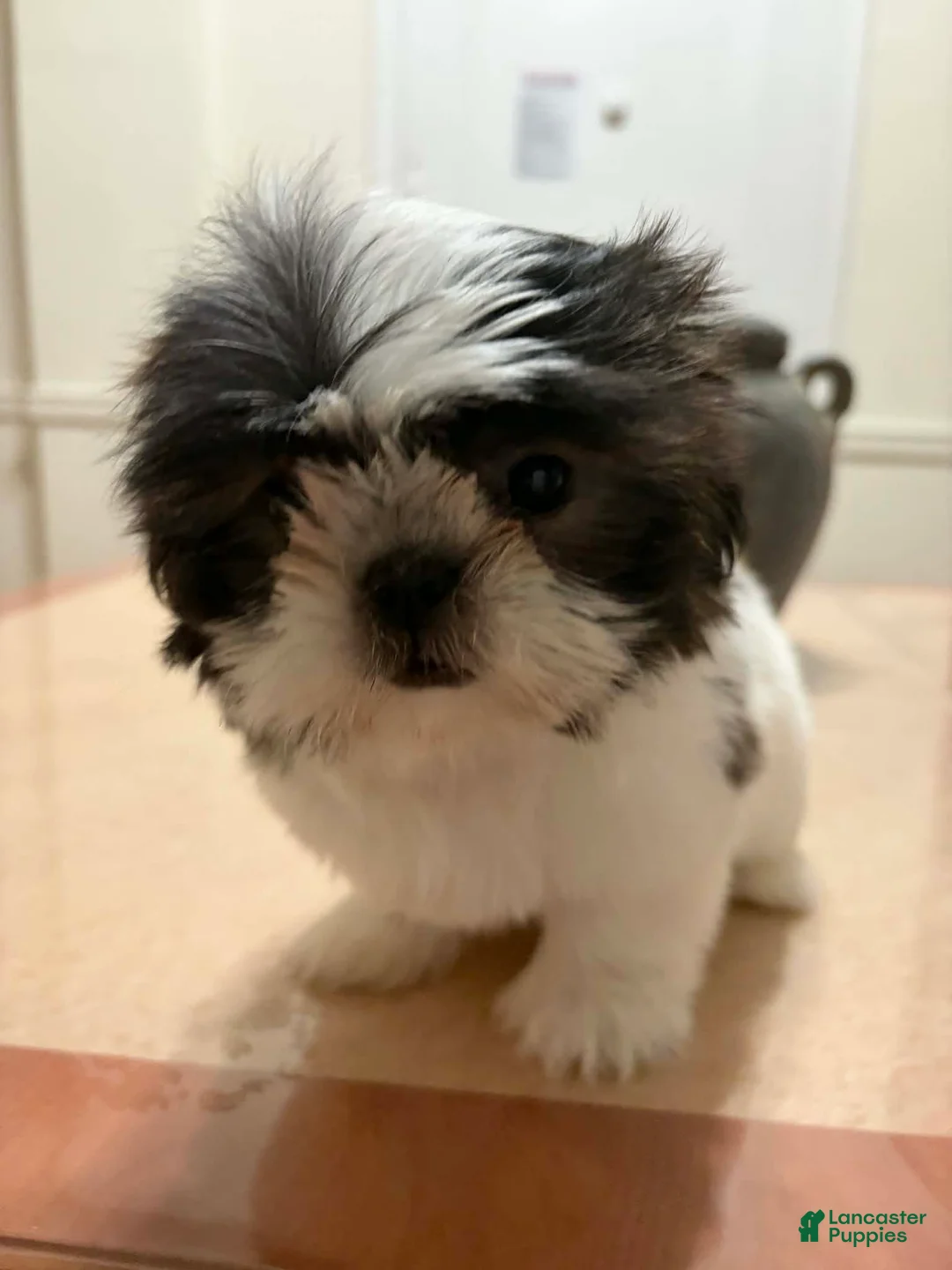 Shih Tzu dogs for sale: Elizabeth - Ad 1