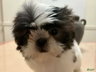 Shih Tzu dogs Elizabeth - Ad 21