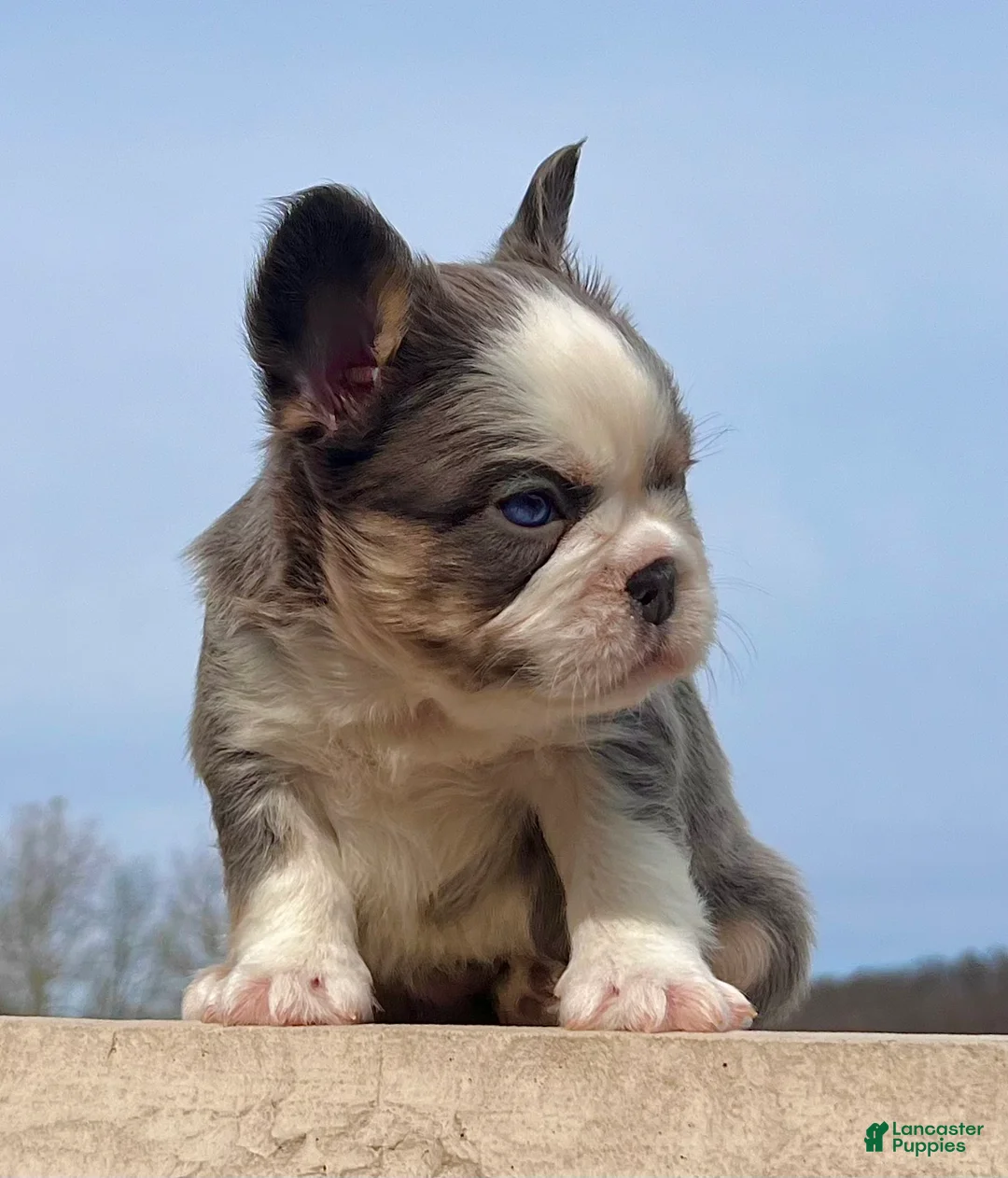 French Bulldog dogs for sale: Candi - Ad 4