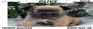 Olive