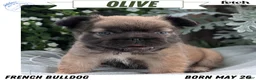 French Bulldog dogs for sale: Olive - Ad 1