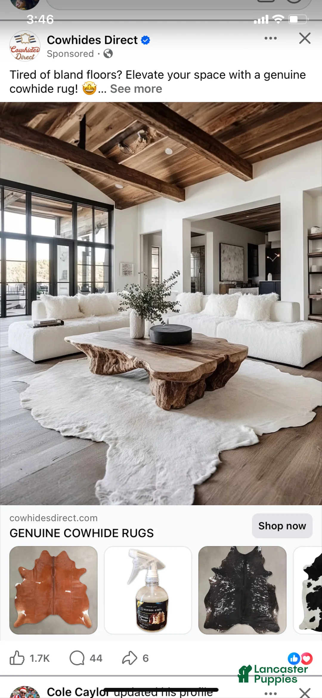 Mini Goldendoodle dogs for sale: Mini Goldendoodle Puppy 2 - Ad 6