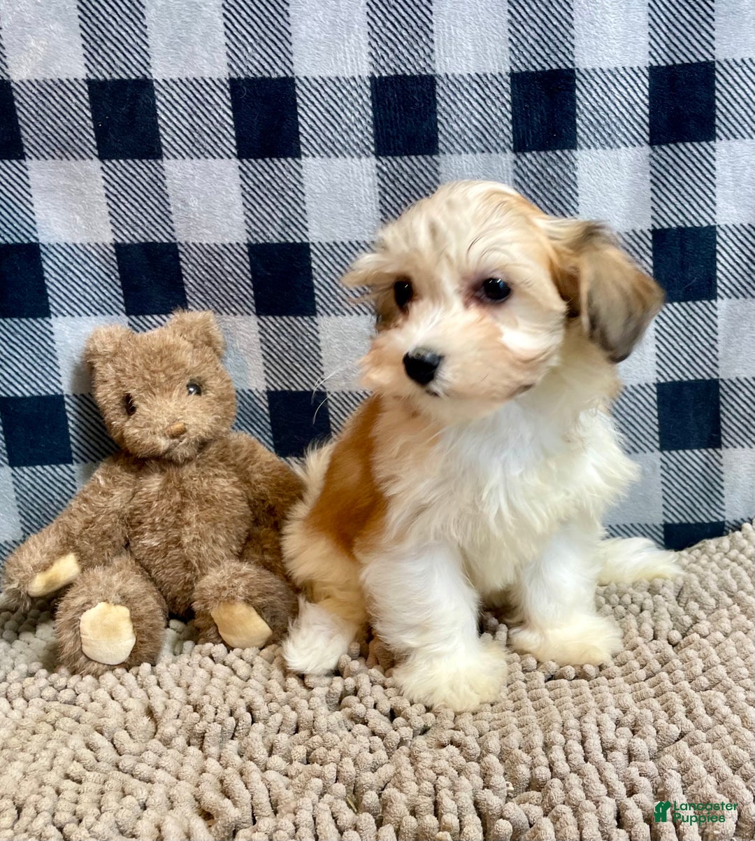 Mixed Breed dogs for sale: Shirley - Ad 4