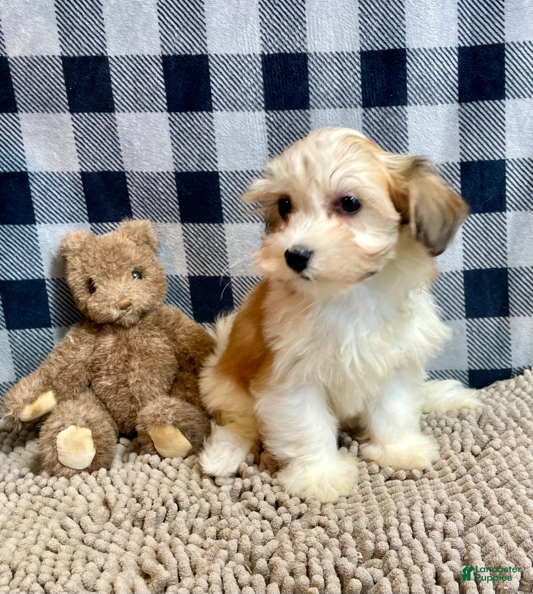 Mixed Breed dogs for sale: Shirley - Ad 14