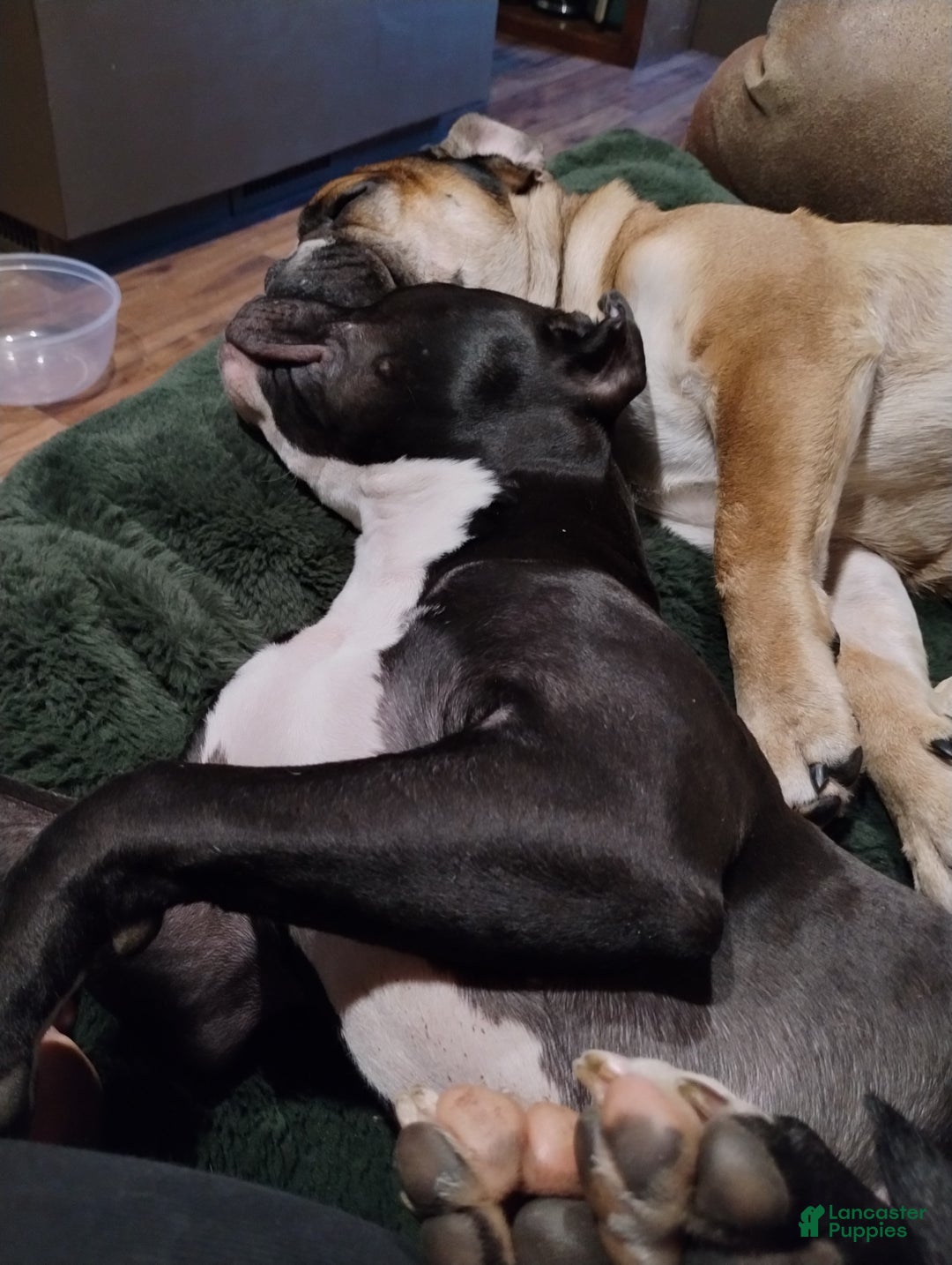 Mixed Breed dogs for sale: Luna - Ad 1